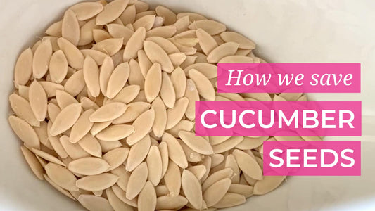 How we save cucumber seeds