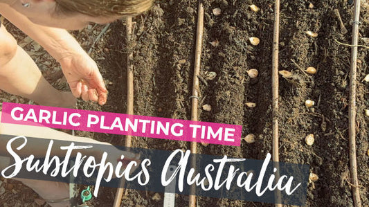 Garlic Planting Time in South East Queensland