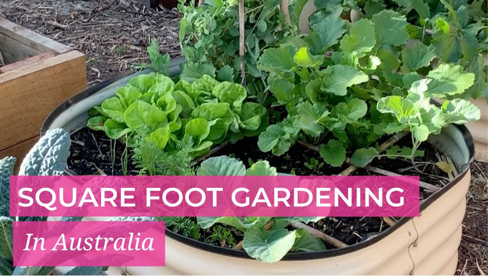 Square Foot Gardening in Australia
