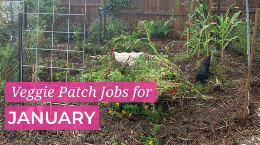 January Veggie Patch Jobs