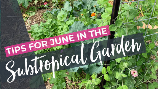 June in the subtropical vegetable garden