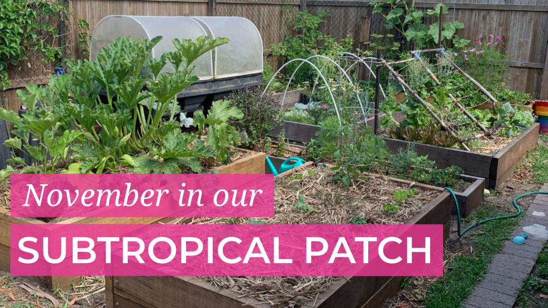 NOVEMBER SUBTROPICAL PATCH