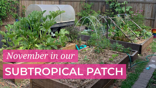 NOVEMBER SUBTROPICAL PATCH