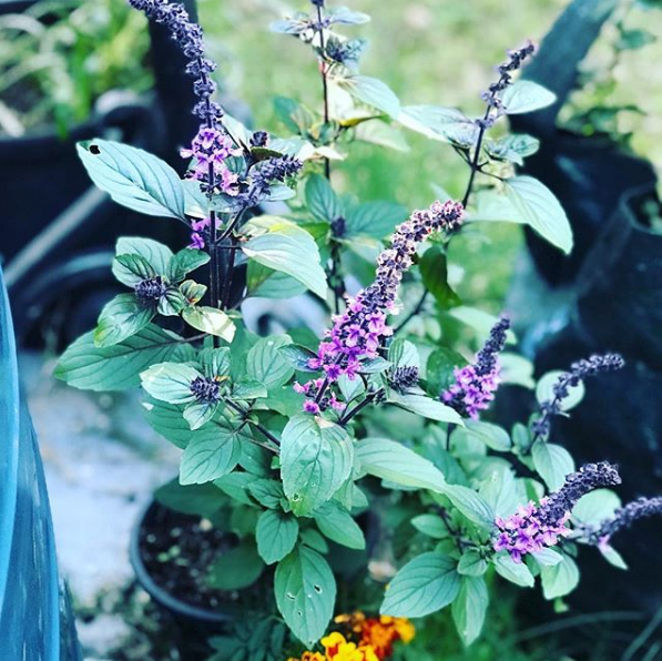 Growing African Blue Basil Love of Dirt