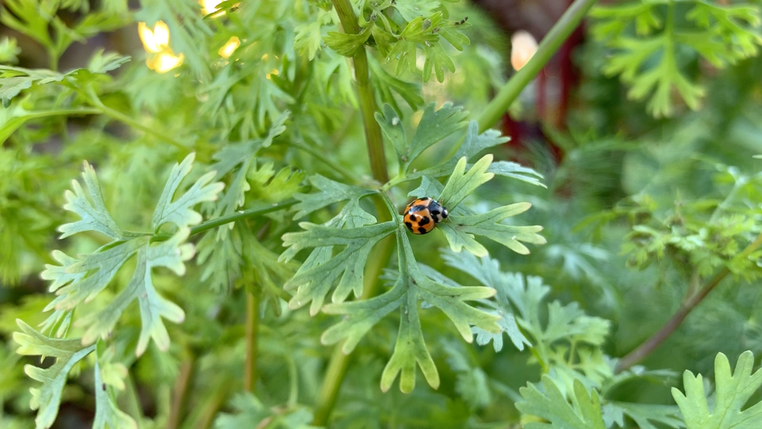 Lessons from an entomologist