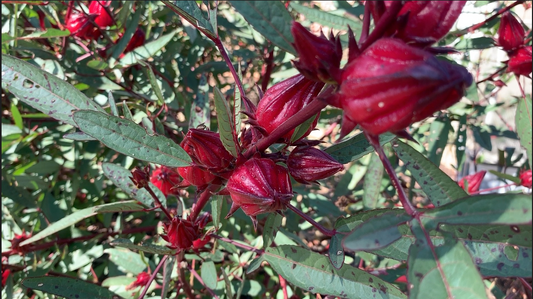 Growing Rosellas