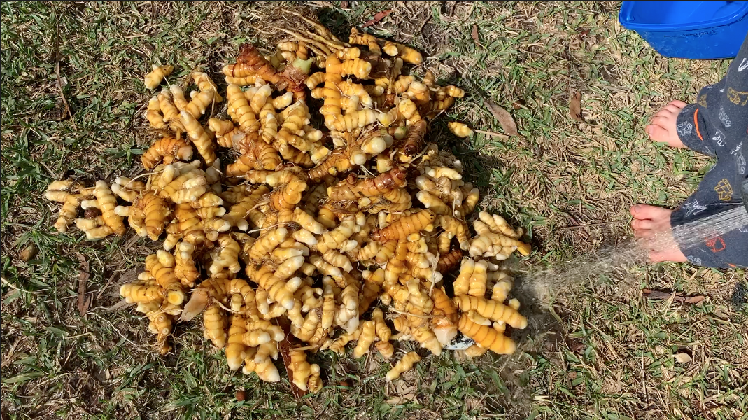 Growing Turmeric