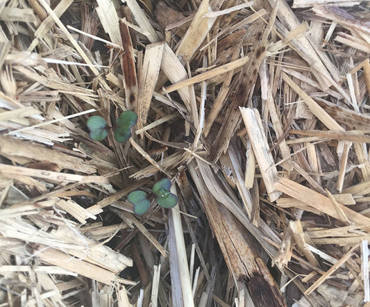 Red cabbage seeds popping out