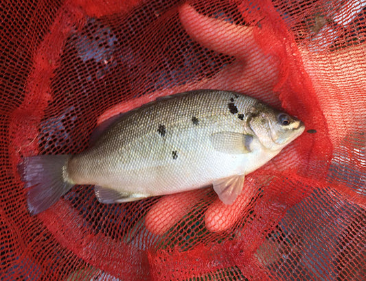 Jade Perch aquaponics