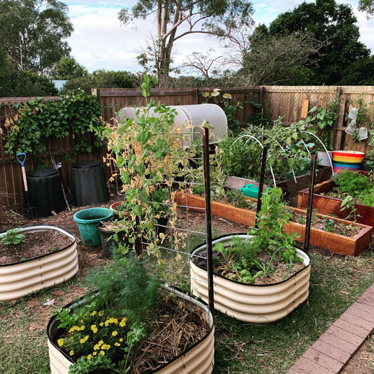 May in our Subtropical Veggie Patch