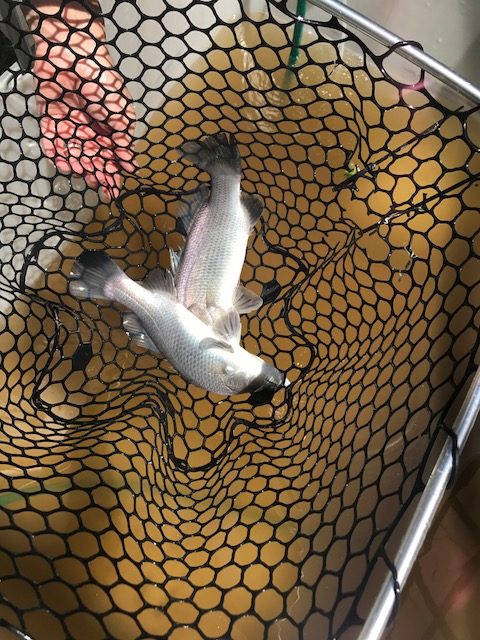 Aquaponics Barramundi