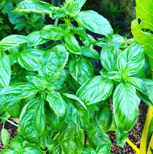 Growing abundant herbs