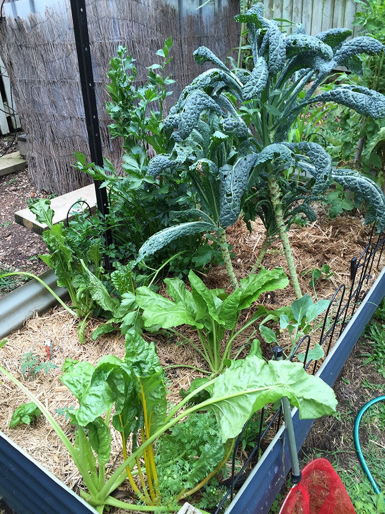 Kale, swiss chard, corn, tomatoes & celery