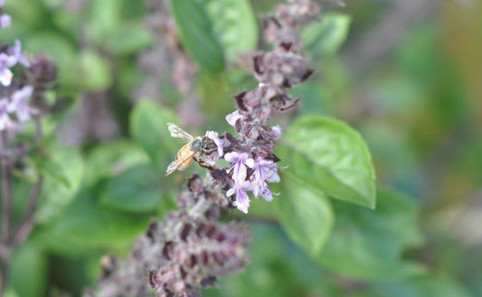 Bringing bees to your garden