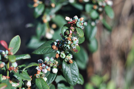 What fruits can I grow in pots? Blueberries