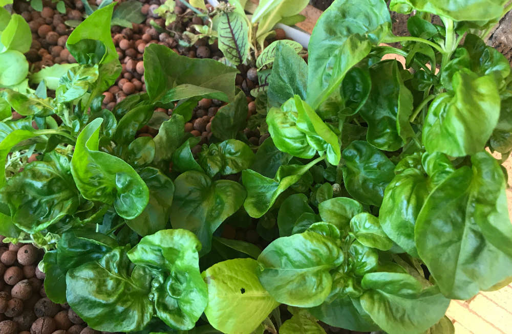 Brazilian Spinach