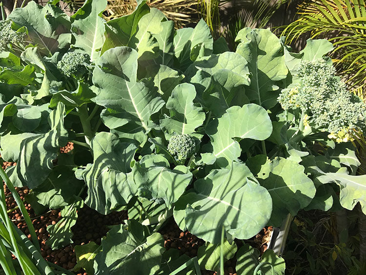 Broccoli growing in our Aquaponics