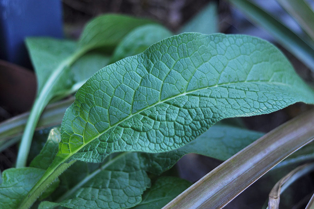 Comfrey used in our home made fertiliser