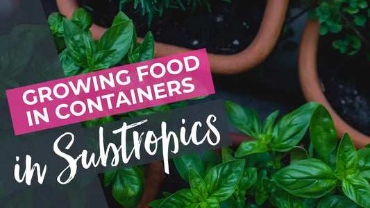 Growing food in pots and containers in the subtropics