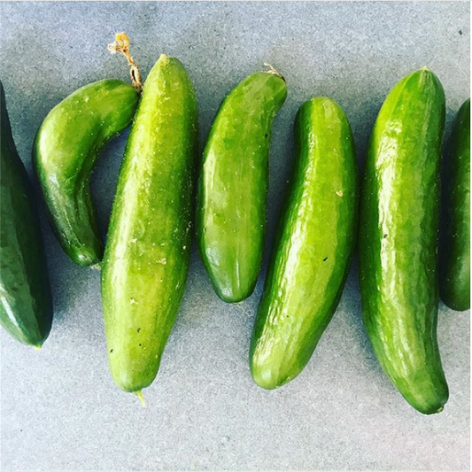 Cucumber Harvest