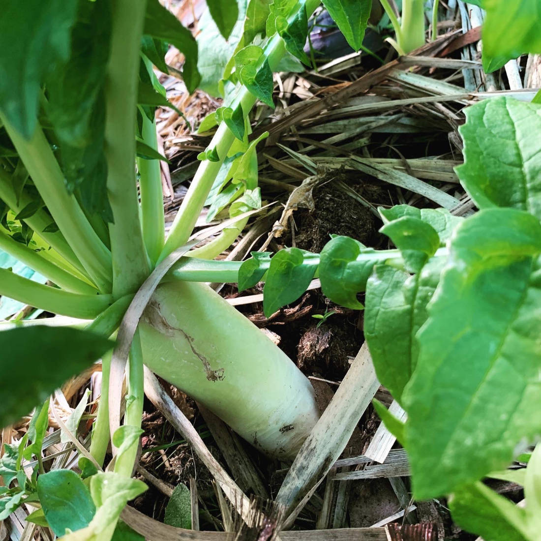 Daikon Radish for Clay breaking