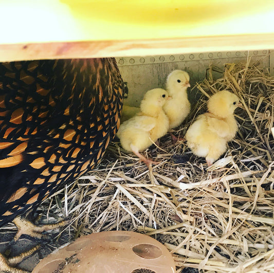 Day Old Chicks