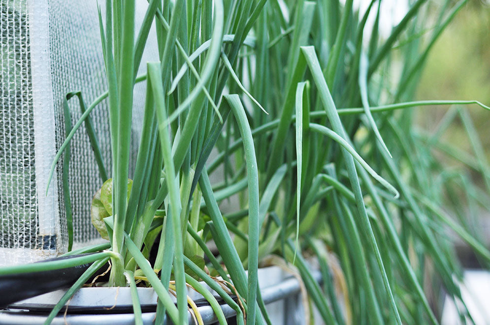 Beginners Vegetables to Grow