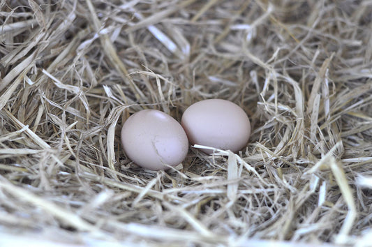 Benefits of Egg Shells in your veggie patch