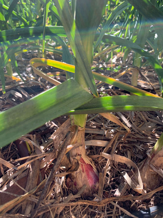 July in our Subtropical Veggie Patch