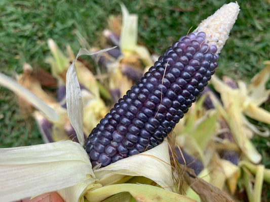 Growing Mini Blue Popcorn