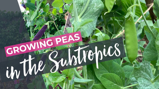 Growing Peas in the Subtropics