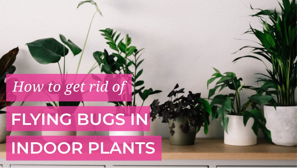 How to get rid of those annoying flying bugs in indoor plants – Love of Dirt