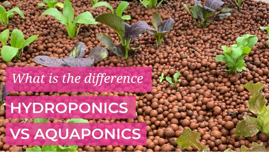 Hydroponics vs Aquaponics