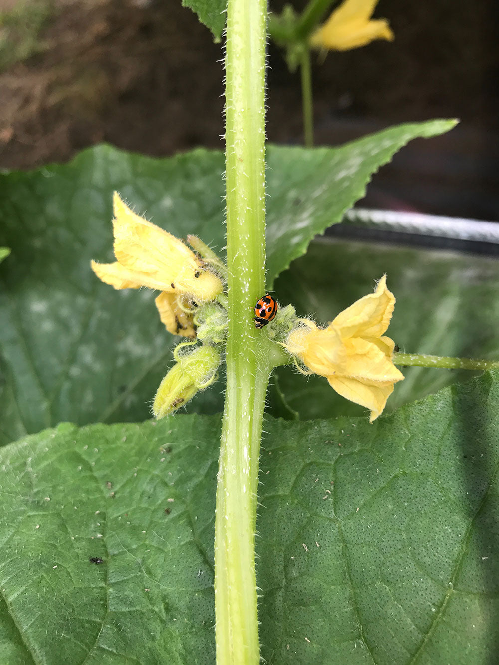 Lady Beetle eating aphids