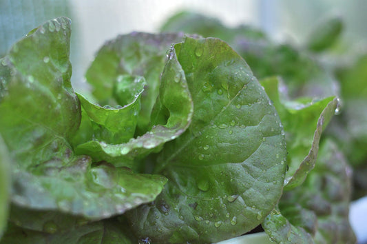 Lettuce in abundance