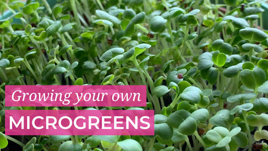 Growing your Own Microgreens