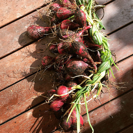 Onion harvest!