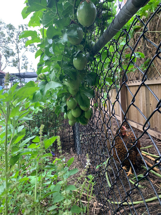 January in our Subtropical Veggie Patch