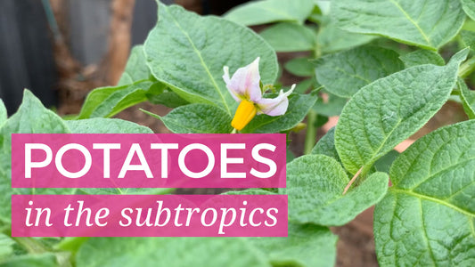 Growing potatoes in the subtropics
