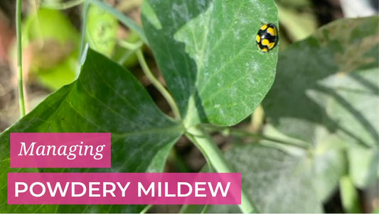 Managing Powdery Mildew in the subtropics