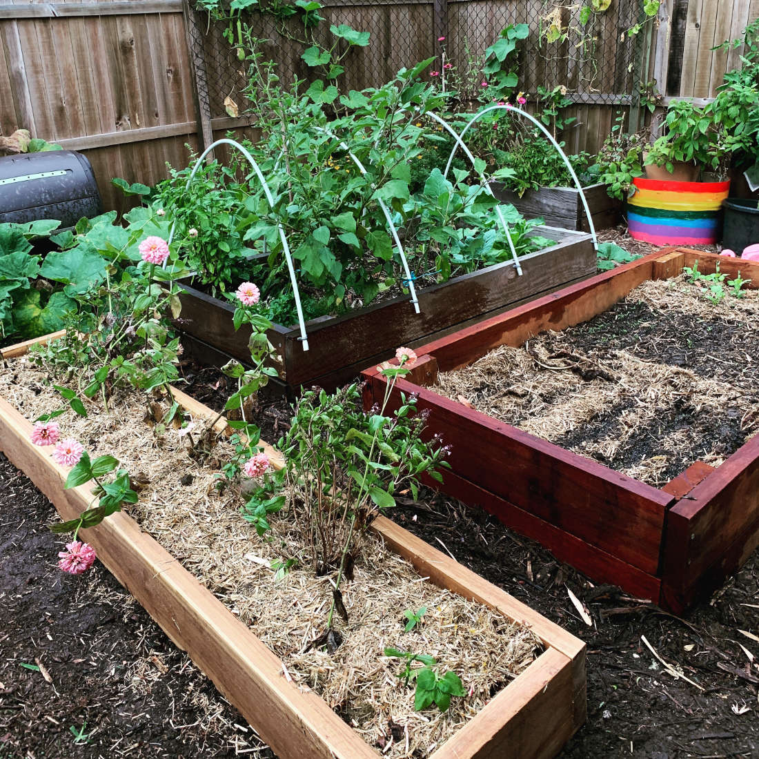 April in our Subtropical Veggie Patch