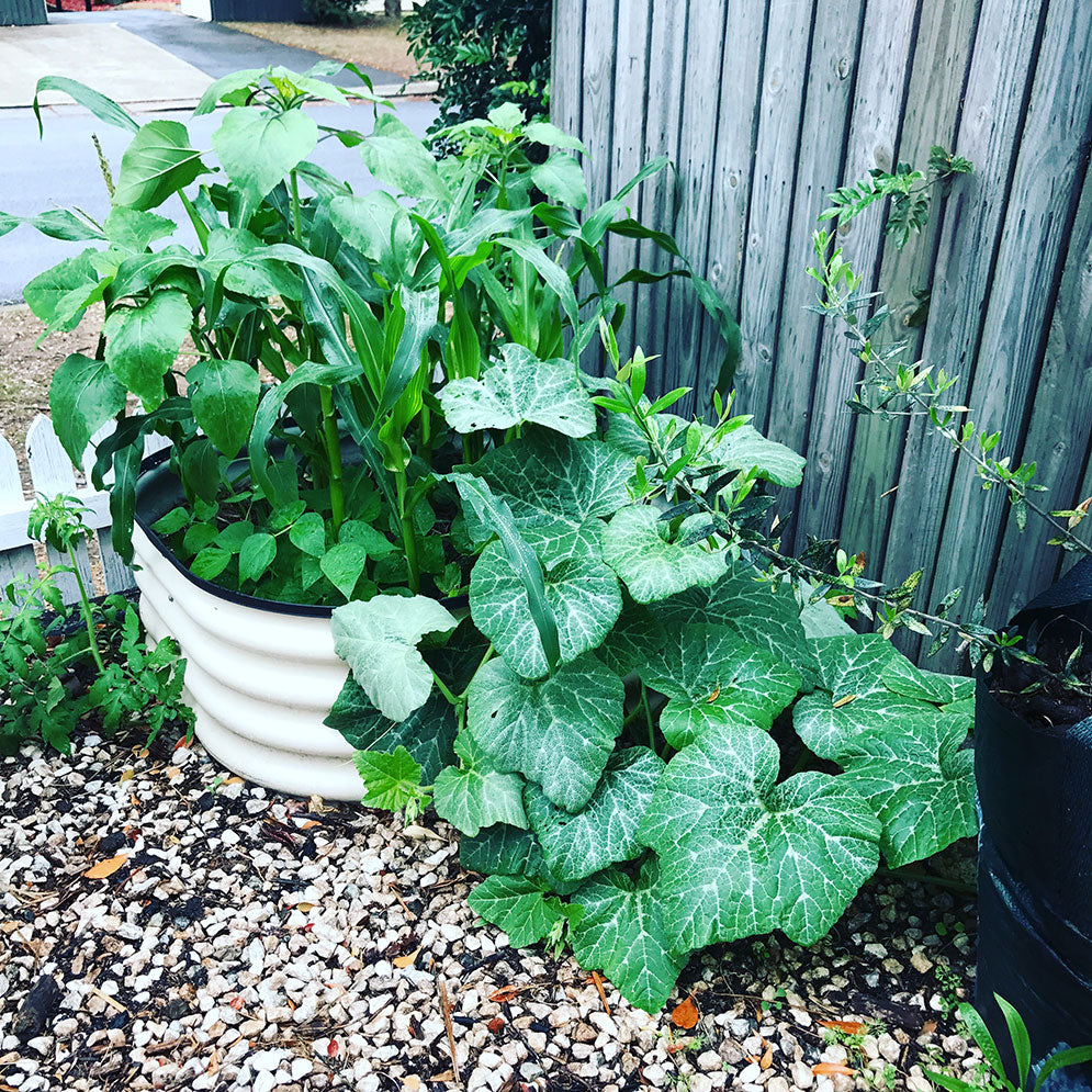 Raised Garden Bed Soil Recipe