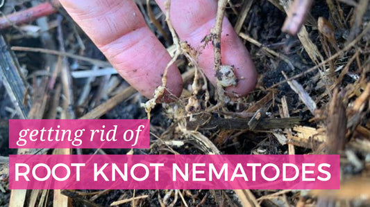 How to get rid of root knot nematodes from your veggie patch