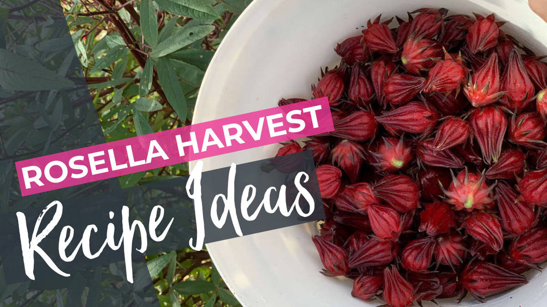 Rosella (Roselle) Recipes