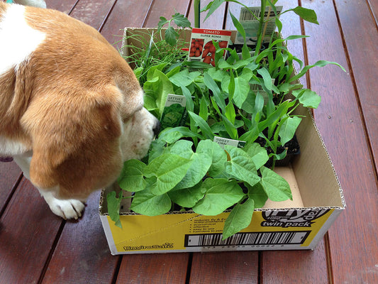 Seedlings for a Late Summer Crop