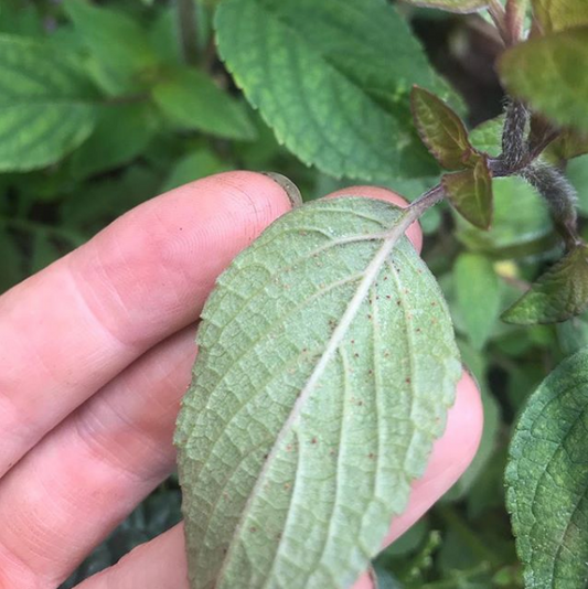 Spidermite on Pineapple Sage