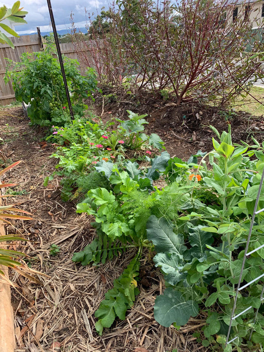 June in our Subtropical Veggie Patch