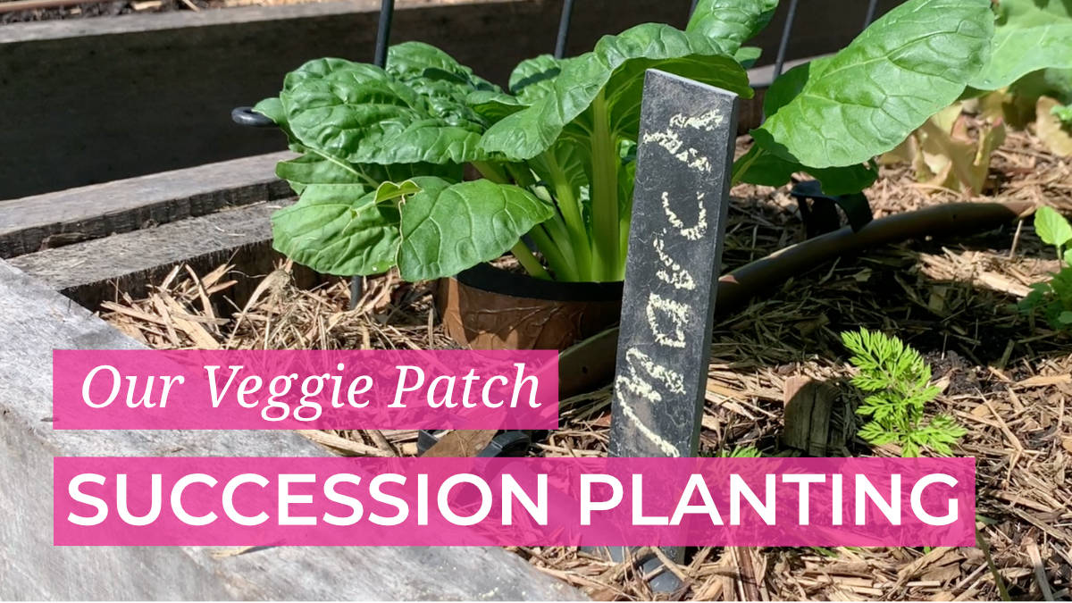 Our veggie patch succession planting process Love of Dirt