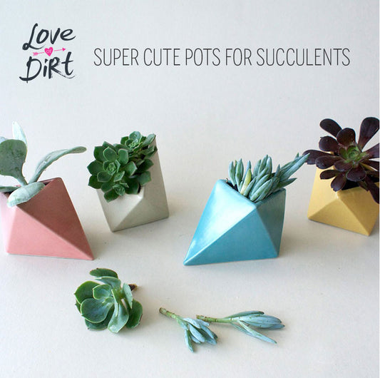 Succulents