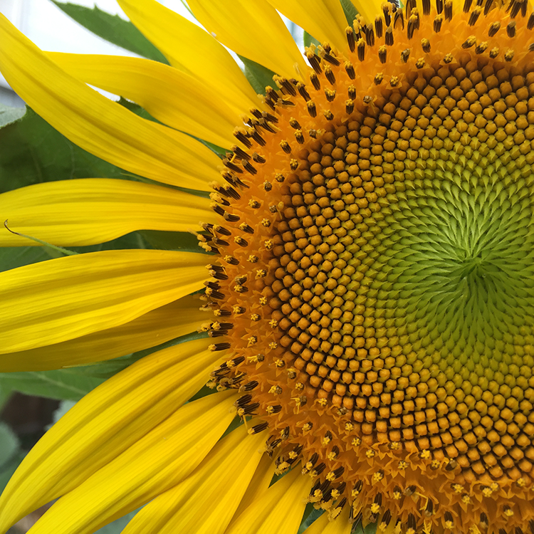 Sunflower evolution